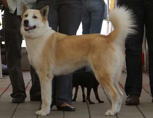 Picture of a east siberian laika