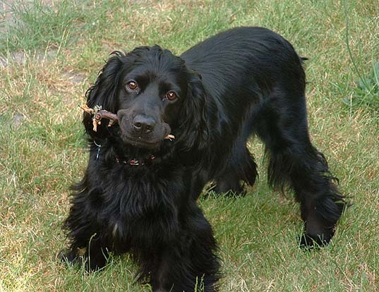 Picture of a english cocker spaniel