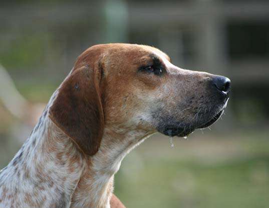 Picture of a english foxhound