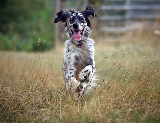 Picture of a english setter