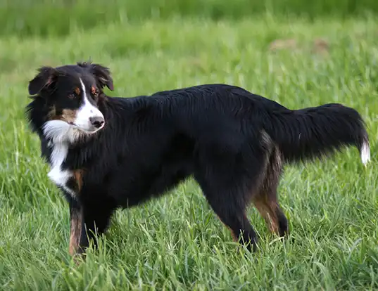 Picture of a english shepherd