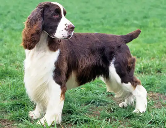 Picture of a english springer spaniel