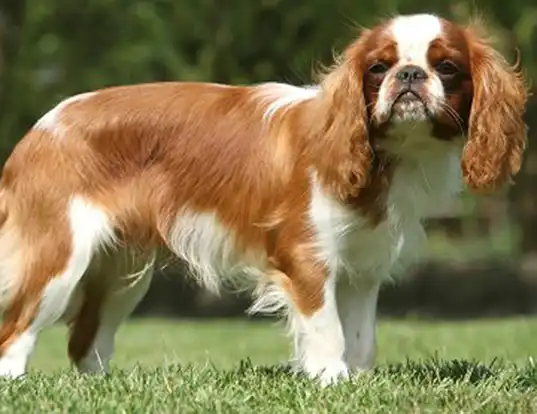 Picture of a english toy spaniel