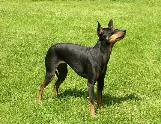 Picture of a english toy terrier (black & tan)
