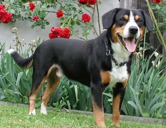 Picture of a entlebucher mountain dog