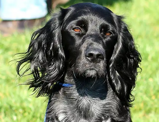 Picture of a epagneul bleu de picardie