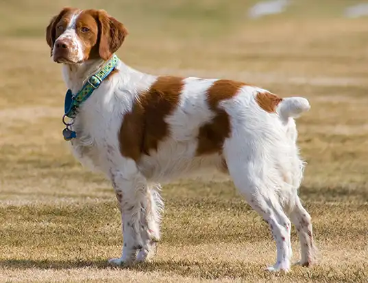 Picture of a epagneul breton