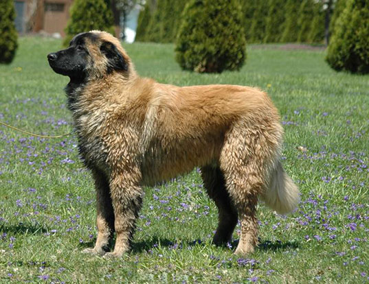 Picture of a estrela mountain dog