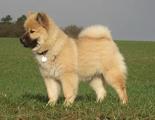 Picture of a eurasier