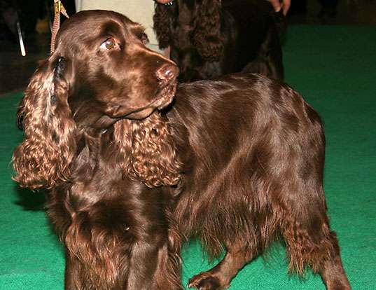 Picture of a field spaniel