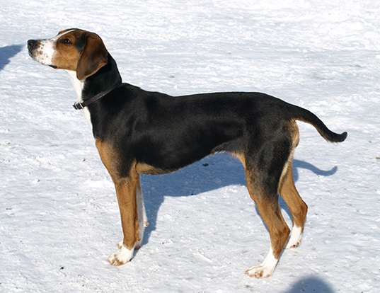 Picture of a finnish hound