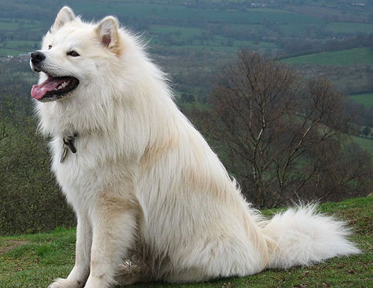 Picture of a finnish lapphund