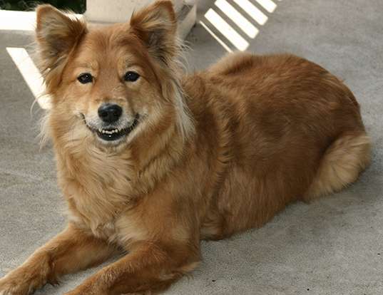Picture of a finnish spitz