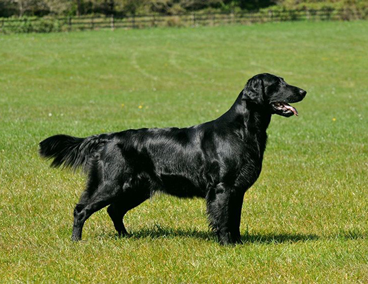 Picture of a flat-coated retriever