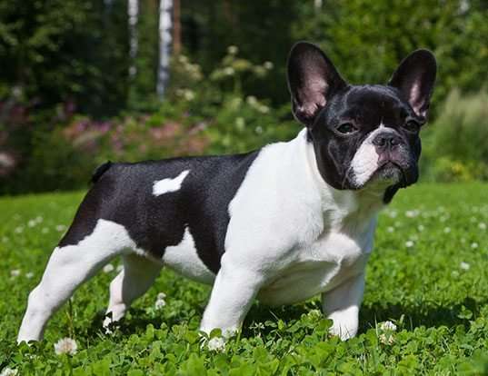 Picture of a french bulldog