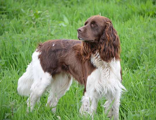 Picture of a french spaniel