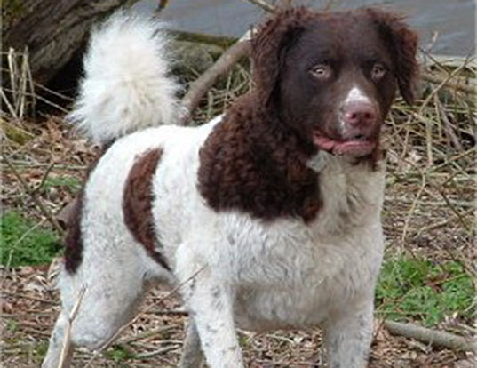 Picture of a fresian water dog