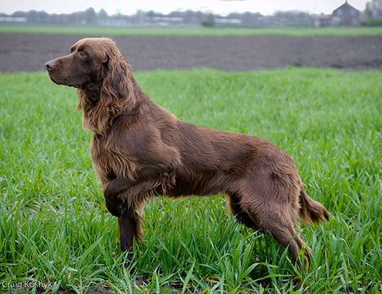 Picture of a german longhaired pointer