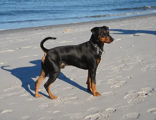 Picture of a german pinscher