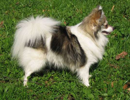 Picture of a german spitz