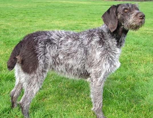 Picture of a german wirehaired pointer