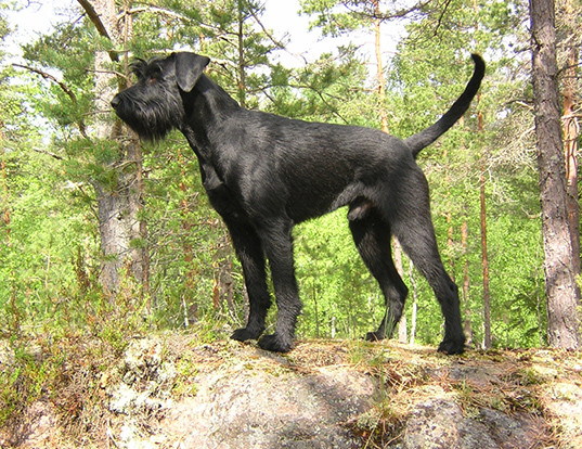 Picture of a giant schnauzer