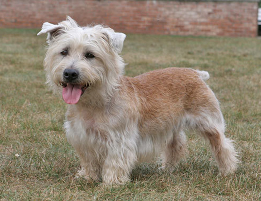 Picture of a glen of imaal terrier