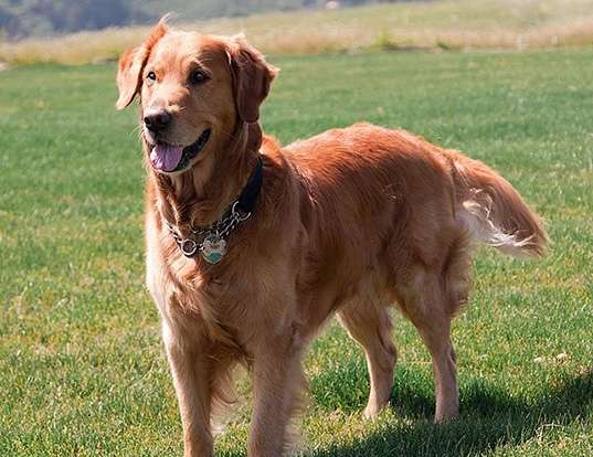Picture of a golden retriever
