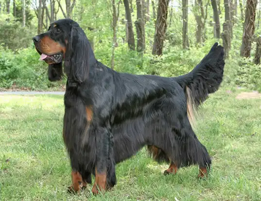 Picture of a gordon setter