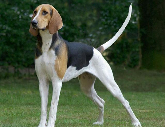 Picture of a great anglo-francais tricolor hound
