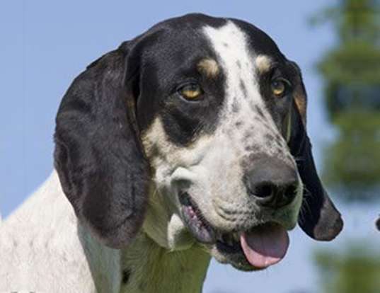 Picture of a great anglo-francais white and black hound