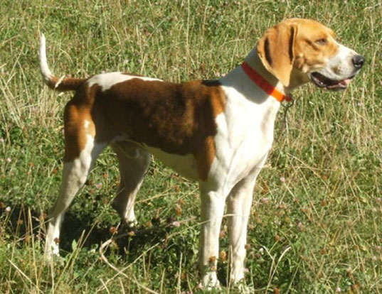 Picture of a great anglo-francais white and orange hound
