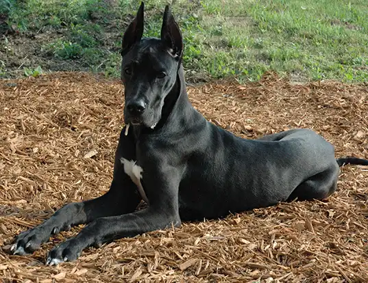 Picture of a great dane