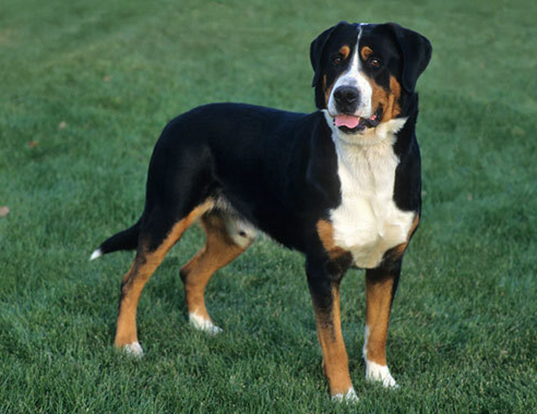 Picture of a greater swiss mountain dog