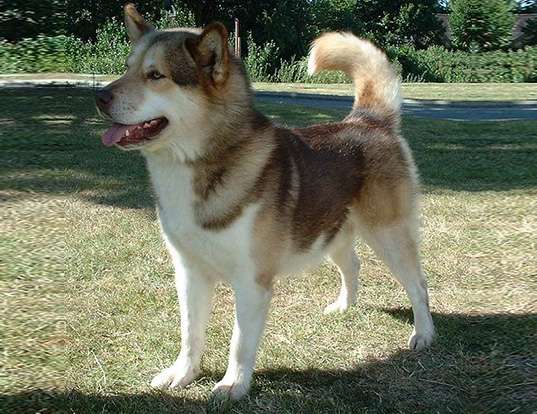 Picture of a greenland dog