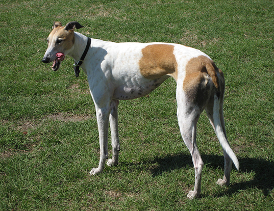 Picture of a greyhound