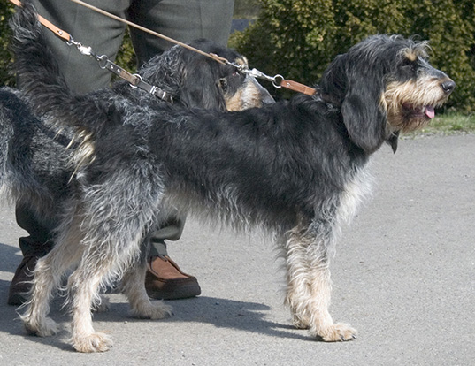Picture of a griffon bleu de gascogne