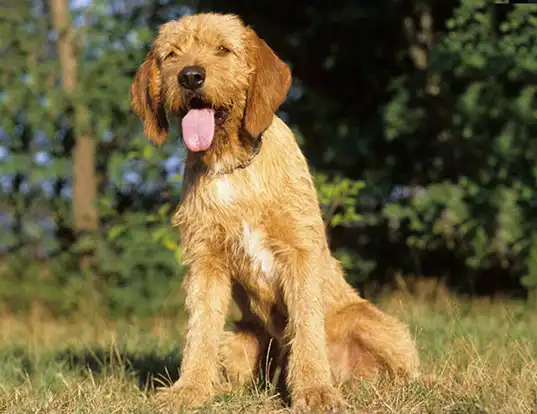 Picture of a griffon fauve de bretagne