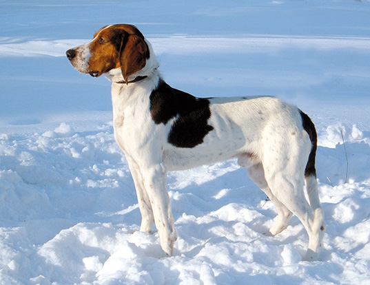Picture of a haldenstover (halden hound)