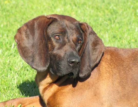 Picture of a hanoverian hound
