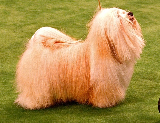Picture of a havanese