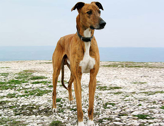 Picture of a hungarian greyhound (magyar agar)