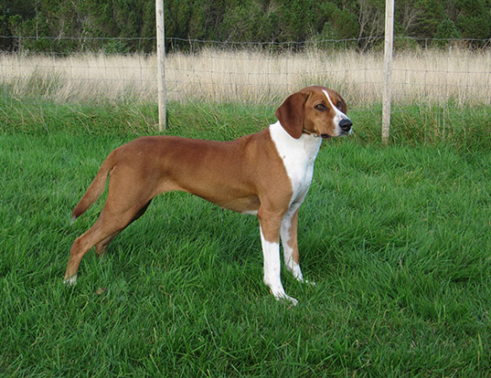 Picture of a hygen hound
