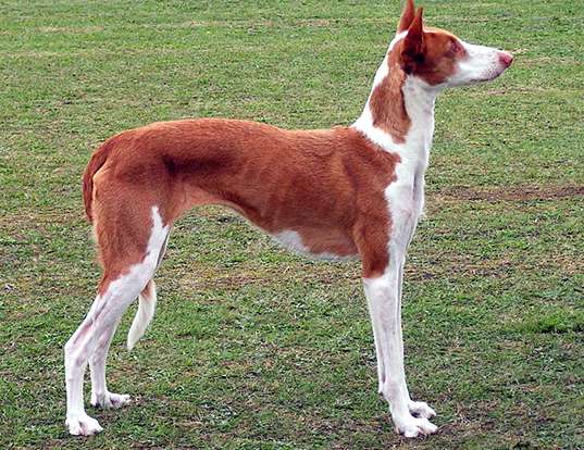 Picture of a ibizan hound