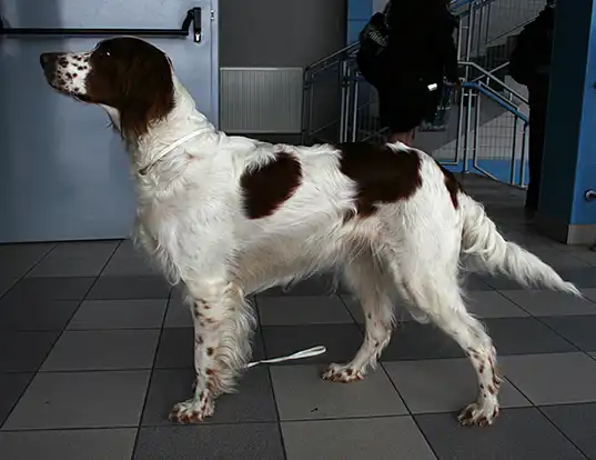 LIFE SPAN OF Irish Red and White Setter