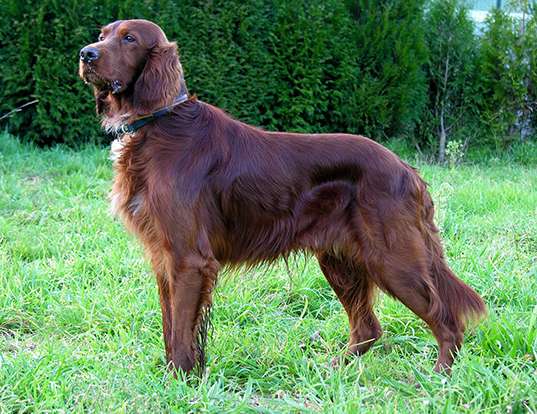 Picture of a irish setter