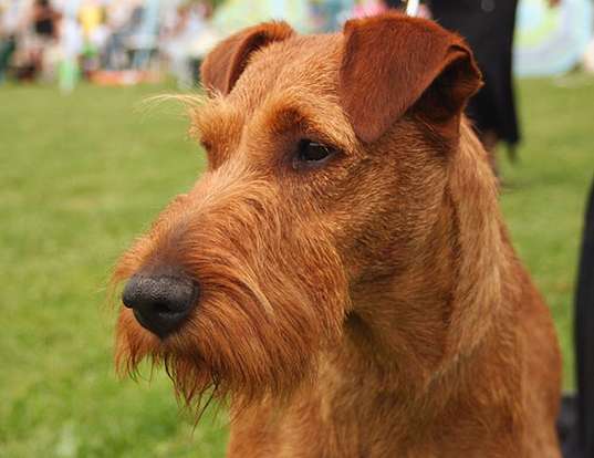 Picture of a irish terrier
