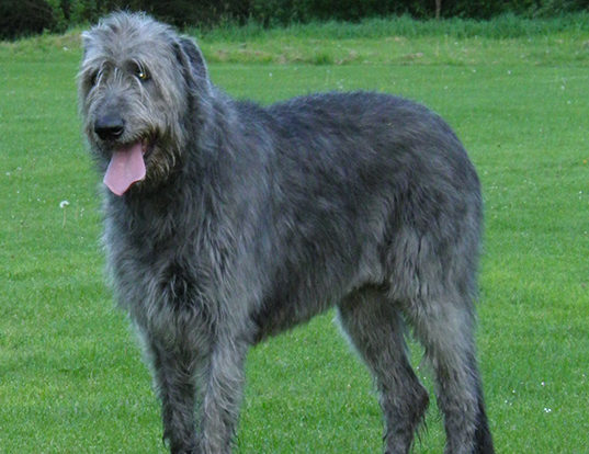 Picture of a irish wolfhound