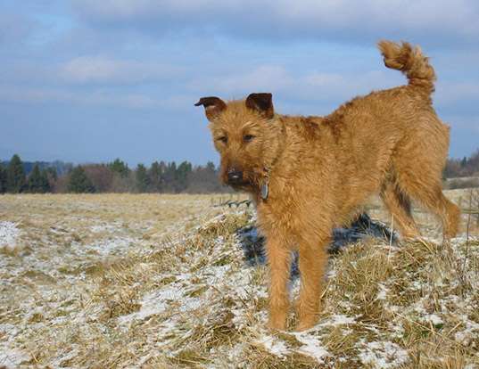 Picture of a istrian coarse-haired hound