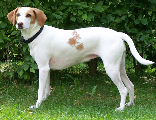 Picture of a istrian short-haired hound